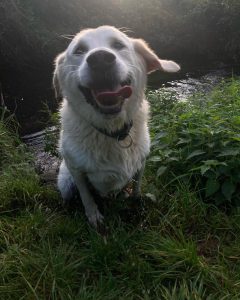 Shue - a lovely dog smiling for the camera in Cork on a walk for Joes Happy Tails