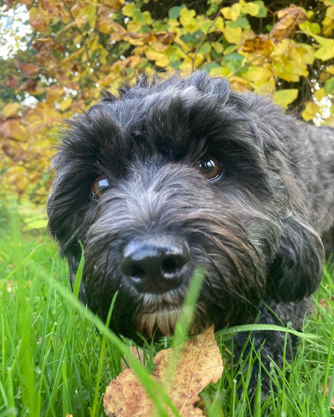 Mabel, on a dog walk with Joes Happy Tails in Cork