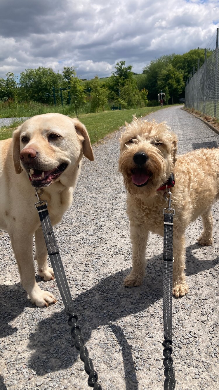 Holly and Uaine - during a dog walk with Joes Happy Tails in Cork